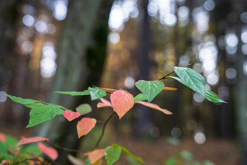 Autumn green, yellow, red leaves in the foreground, beautiful autumn forest, autumn picture, stock photo