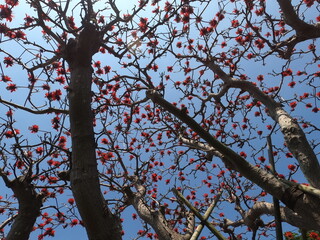 石垣島で開花 デイゴ
