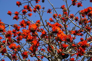 沖縄 春の風物詩 デイゴ
