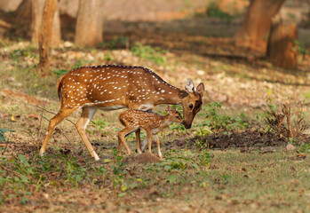 Chital or cheetal - Axis axis also Spotted deer, native to the Indian subcontinent, portrait in the indian jungle, female mother with young calf sucking milk