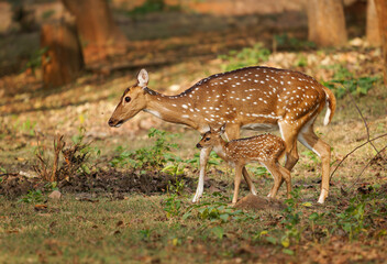 Chital or cheetal - Axis axis also Spotted deer, native to the Indian subcontinent, portrait in the indian jungle, female mother with young calf sucking milk