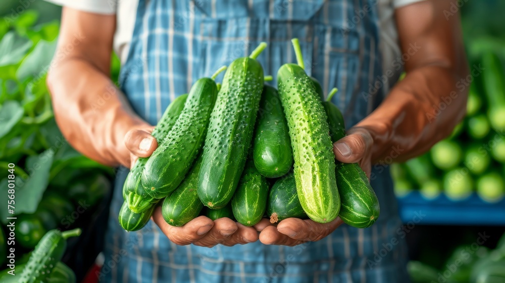 Poster fresh cucumber selection with copy space, hand holding crisp cucumber on blurred background