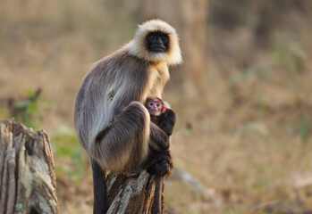 Malabar Sacred Langur or Black-footed gray langur - Semnopithecus hypoleucos is Old World monkey,...