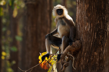 Malabar Sacred Langur or Black-footed gray langur - Semnopithecus hypoleucos is Old World monkey, found in southern India, male guarding on the tree branch in Nagarhole park