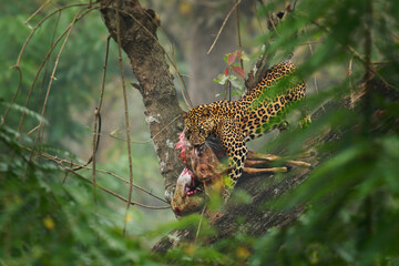 Leopard - Panthera pardus, big spotted yellow cat, male feeds on kill hunted prey on the tree...