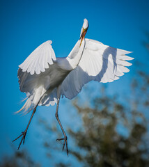 a white great egret comes in for landing with wings spread in mating season - obrazy, fototapety, plakaty