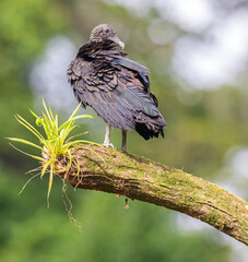 Black vulture of Costa Rica sits on tree branch.tif