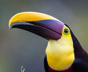 Extreme closeup of the Chestnut mandibled toucan in Costa Rica