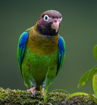 Brightly colored Brown-hooded parrot stares down at camera while  sitting on a tree branch.tif