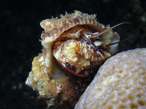 Balinese marine snail Phos textilis
