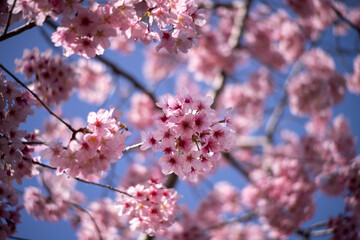 Pink Cherry Blossom 02