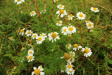 Fototapeta premium field of daisies
