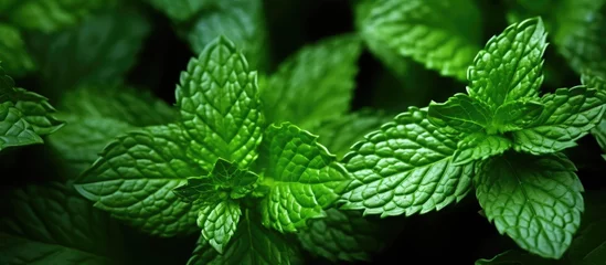 Zelfklevend Fotobehang A close up of mint leaves on a flowering plant in the hemp family, also known as a subshrub or herb. The plant is a terrestrial groundcover with annual growth © 2rogan