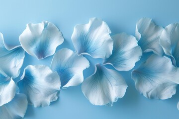 A serene display of delicate white and blue flower petals arranged gracefully on a light blue background