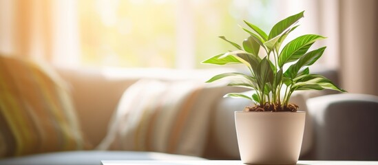 A houseplant in a flowerpot sits on a wooden table in a living room. The terrestrial plant adds a touch of nature to the hardwood flooring