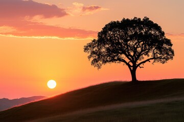 Lone Tree On A Hill Silhouetted Against The Sunset
