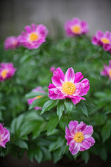 Fototapeta premium ピンクの芍薬の花