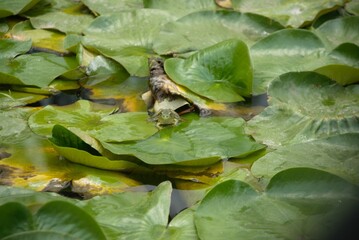 A green frog swimming in a pond. 