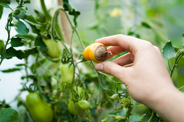 Vertex rot is a disease of tomatoes, problems in gardening, yellow ripe rotten tomatoes in hands,...