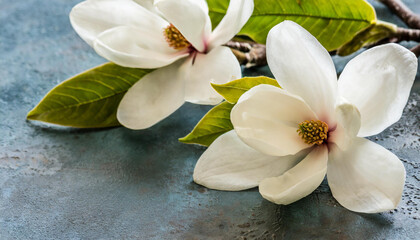 Fototapeta na wymiar Elegant white magnolia flowers on textured backdrop