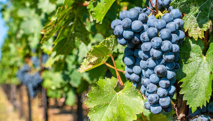 Ripe blue wine grape bunches with lush foliage growing on bushes at vineyard in summer - obrazy, fototapety, plakaty