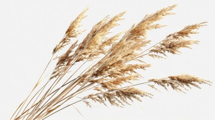 A wreath of dry autumn grass with flower spikes blowing in the wind. - obrazy, fototapety, plakaty