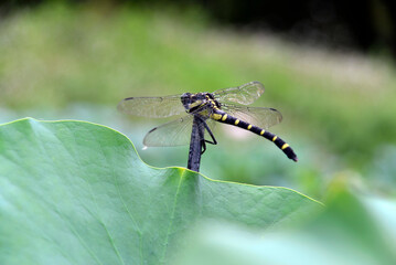 トンボ © ogurisu
