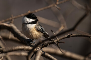 Black-Capped Chickadee
