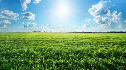 Obraz premium green field with blue sky. sunny day. beautiful sky, cloud, sun