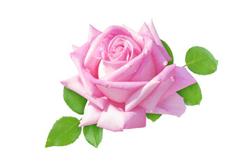 Beautiful pink rose flower and leaves isolated transparent png. Elegant hybrid tea rose bloom. Classic high-centered bloom shape.