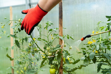 treatment of tomato plants from harmful precipitation in the form of dew and from pests and gray...