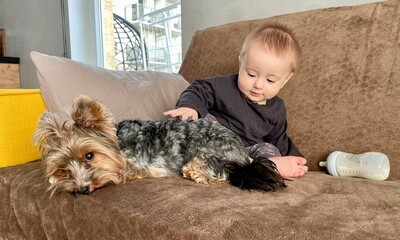 A little boy plays under the supervision of a Yorkie dog