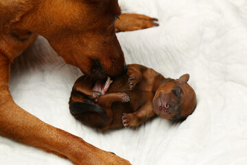 A dog licks a newborn puppy. The dog's muzzle sniffs a small puppy.
