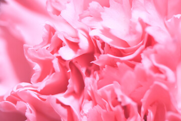 Macro shot of carnation flower