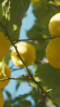 Lemon Fruit On A Tree Of Catania In Sicily Countryside