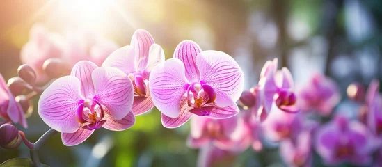 Fototapeten A closeup of a cluster of pink orchids with sunlight streaming through the petals, showcasing the beauty of this flowering plant in full blossom © 2rogan