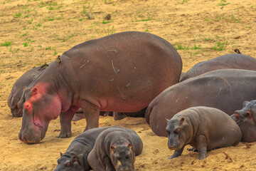 South African hippopotamus or Cape hippopotamus in Kruger National Park, South Africa. The Hippo is...