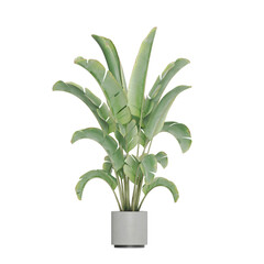 Potted plants isolated on white background