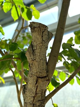 Pterocarpus indicus, New Guinea Rosewood, Burmese rosewood, Narra, Angsana, Pashu Padauk, Malay Paduak