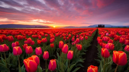 Meubelstickers tulip field at sunset © farzana