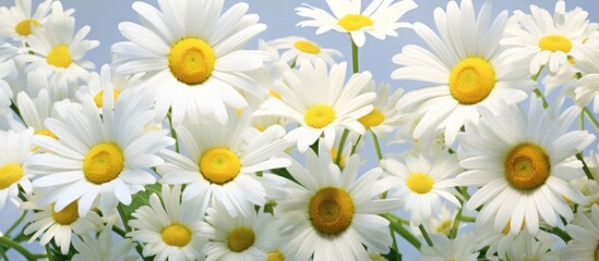 A cluster of white daisies with yellow centers, known as Chamaemelum nobile or camomile, stand out against the blue sky. These terrestrial plants are annual flowering plants