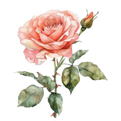 Watercolor Rose isolated on transparent background - 756822283