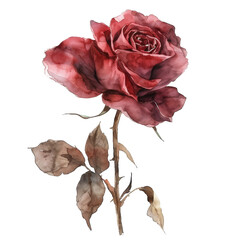 Watercolor Rose isolated on transparent background - 756822670