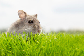 A curious hamster on the green grass.