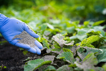 a woman's hand sprinkles ash on a radish sprout, crop protection from midges and fertilizer for the...