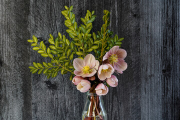 Small glass bottle with arrangement of pink hellebore flowers and boxwood stems. Black, wood grain background.