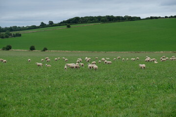 sheep in the field