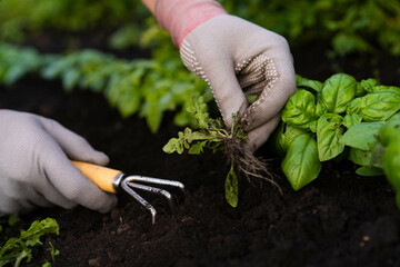 weed removal in a garden with a long root, care and cultivation of vegetables, plant cultivation, weed control, root remover in the hands of a gardener