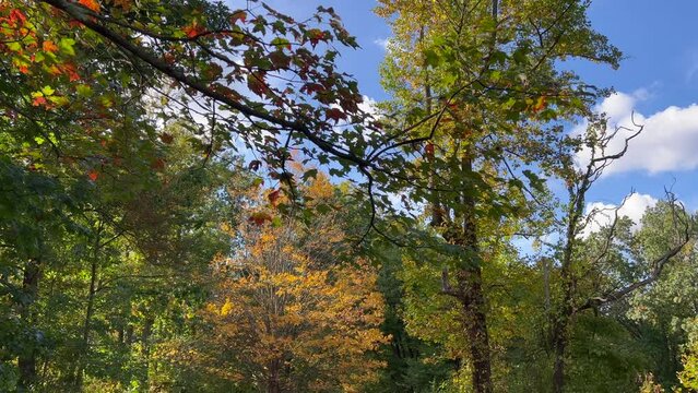 trees changing color in the park in autumn