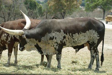 Black ankole watusi bull eating grass, another brown ankole watusi at the back. 